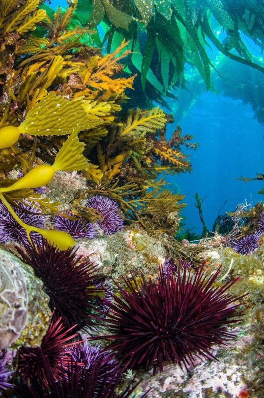 Urchins-taking-reef-preventing-kelp-growing-california