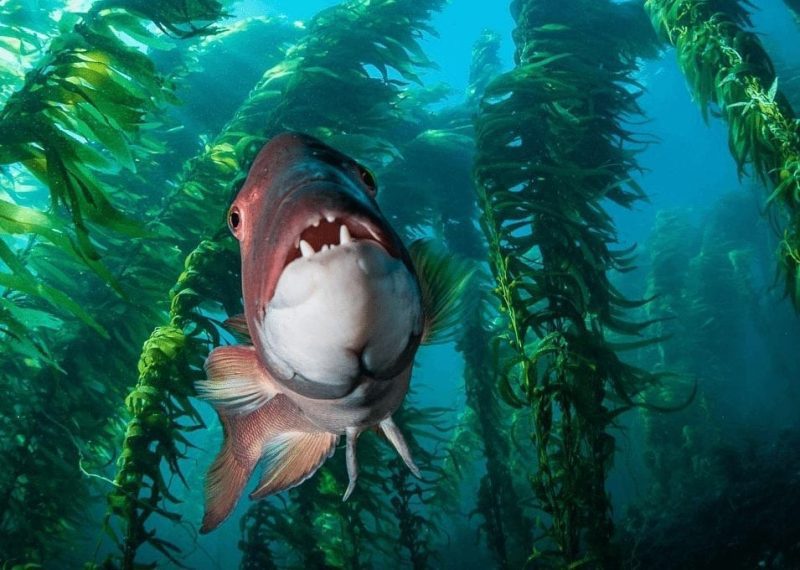 This is an example caption