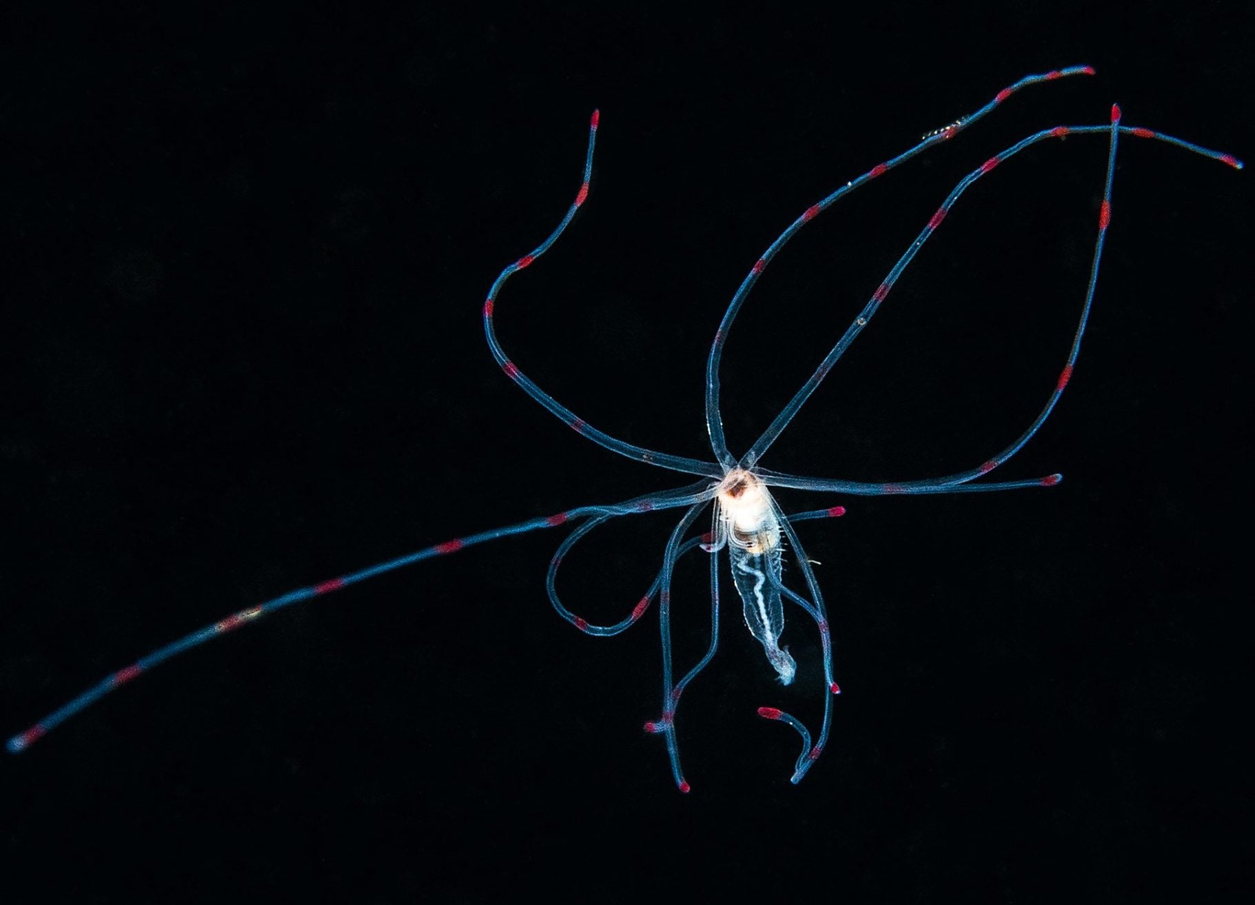 Plankton, blackwater