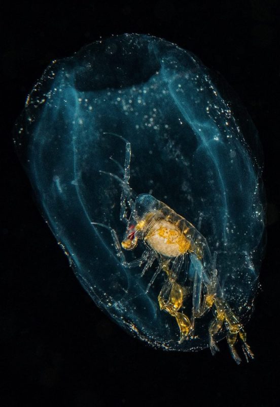 Phronima, Salp, Blackwater