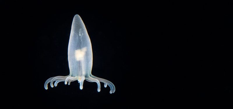 Planktonic coral polyp