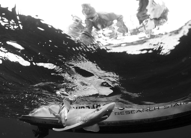 squalis-shark-bimini-bahamas-sanctuaries