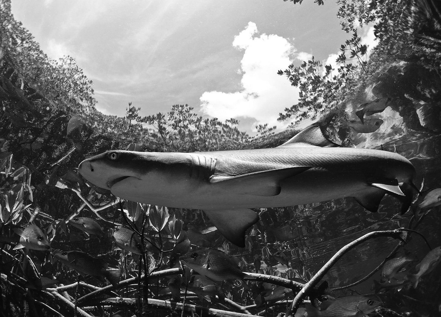 shark-mangroves-marine-life-sanctuary-bahamas