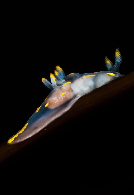 Nudibranch, Scotland