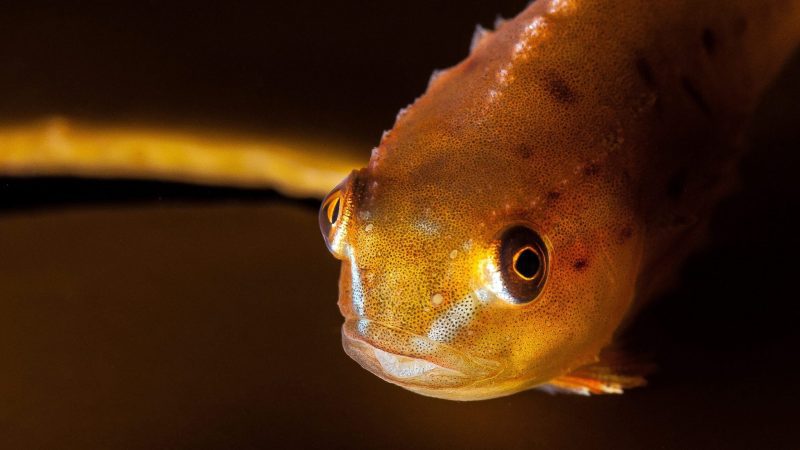 North Rona, Scotland