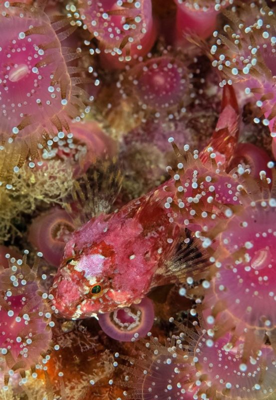 Marine life, Scotland, expedition diving, St Kilda, diving, divers, Outer Hebrides, scuba
