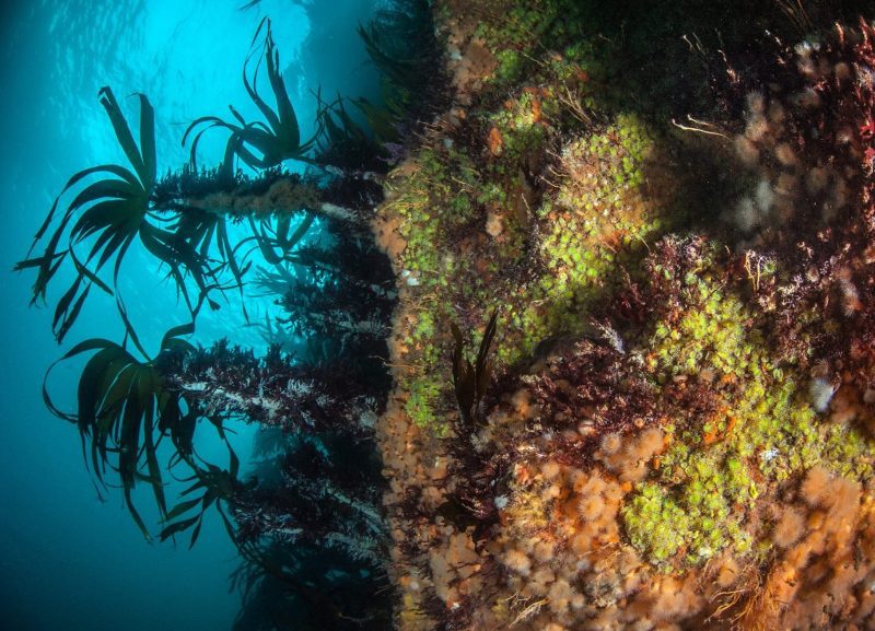 Colourful sea walls, marine life, Scotland, expedition diving, St Kilda, diving, divers, Outer Hebrides, scuba