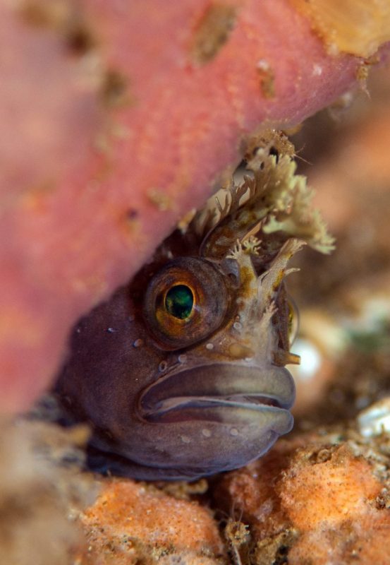 Tompot blennie, Marine life, Scotland, expedition diving, St Kilda, diving, divers, Outer Hebrides, scuba