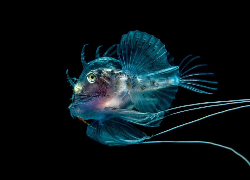 Marine life, Scotland, expedition diving, St Kilda, diving, divers, Outer Hebrides, scuba