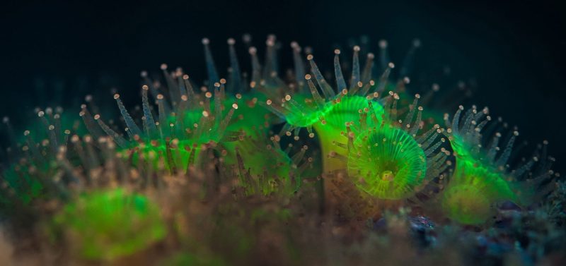 Anemones, expedition diving, St Kilda, diving, divers, Outer Hebrides, Scotland, scuba, marine life