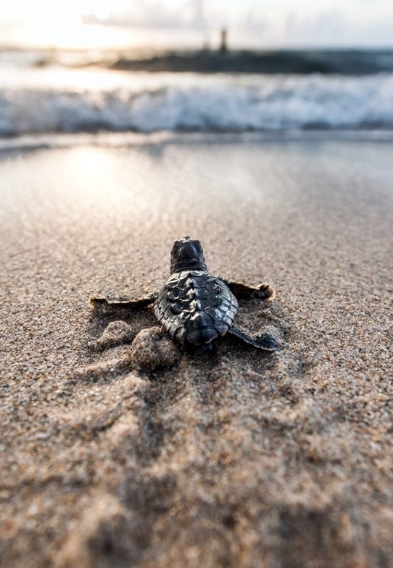 loggerhead-sea-turtle-hatchling-Ocean-Ridge-Florida