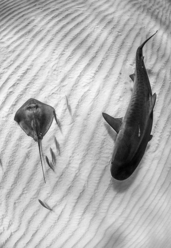 tiger-shark-southern-stingray-Grand-Bahama