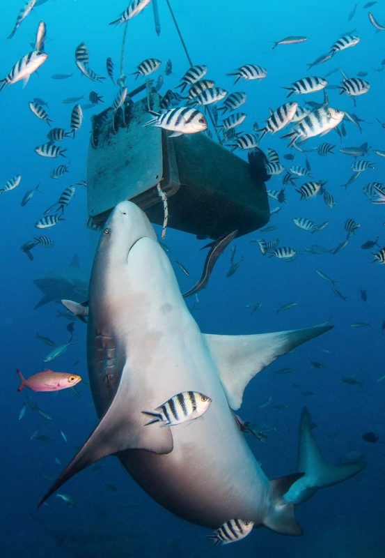 A bull shark investigates a bait box