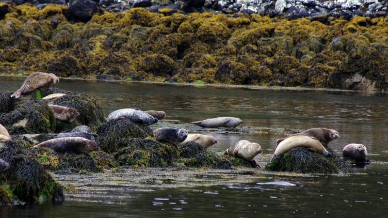 seals-outer-hebrides-sail-britain-scotland