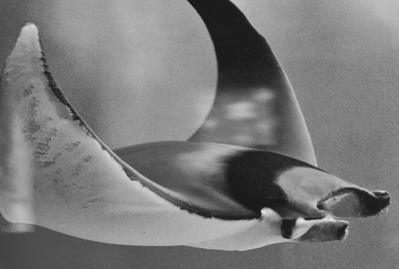 Turkey, sharks, rays, prohibit, endangered