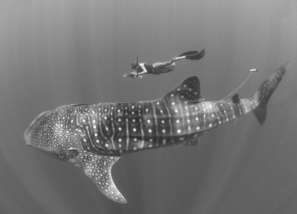 underwater-nature-photography-The-Madagascar-Whale-Shark-Project