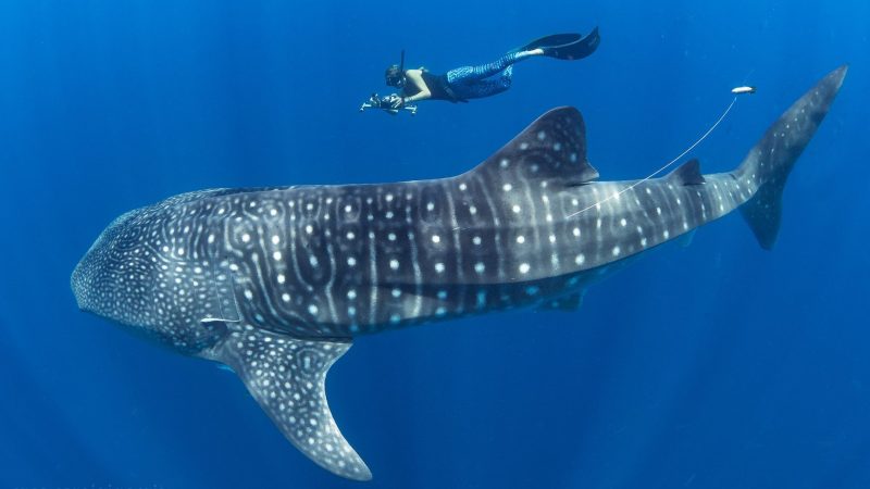 whale-shark-simon-pierce
