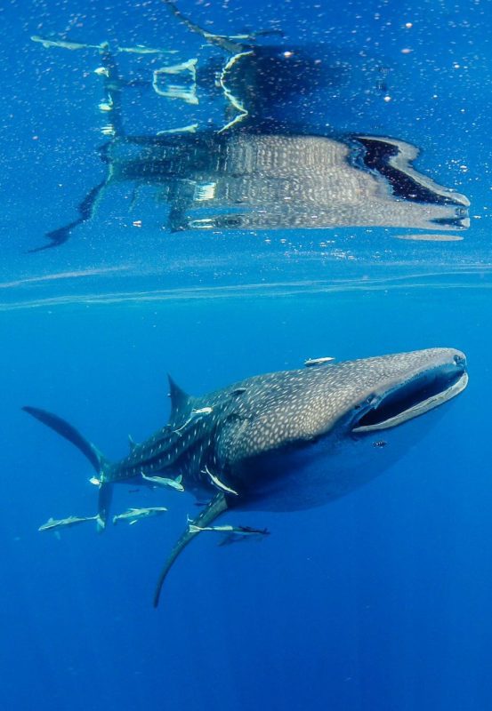 Stella-Diamant-The-Madagascar-Whale-Shark-Project