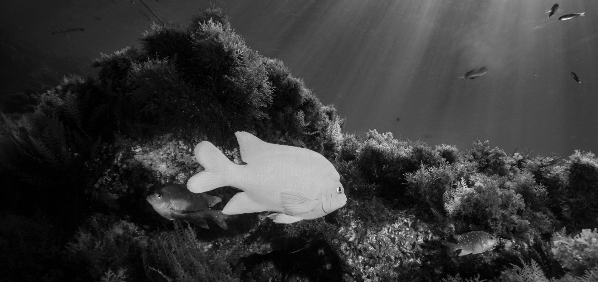 california-Reef-Check-HELEN-BRIERLEY