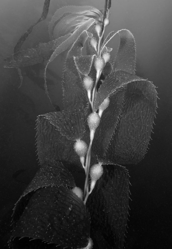 Underwater-photography-Reef-Check-HELEN-BRIERLEY