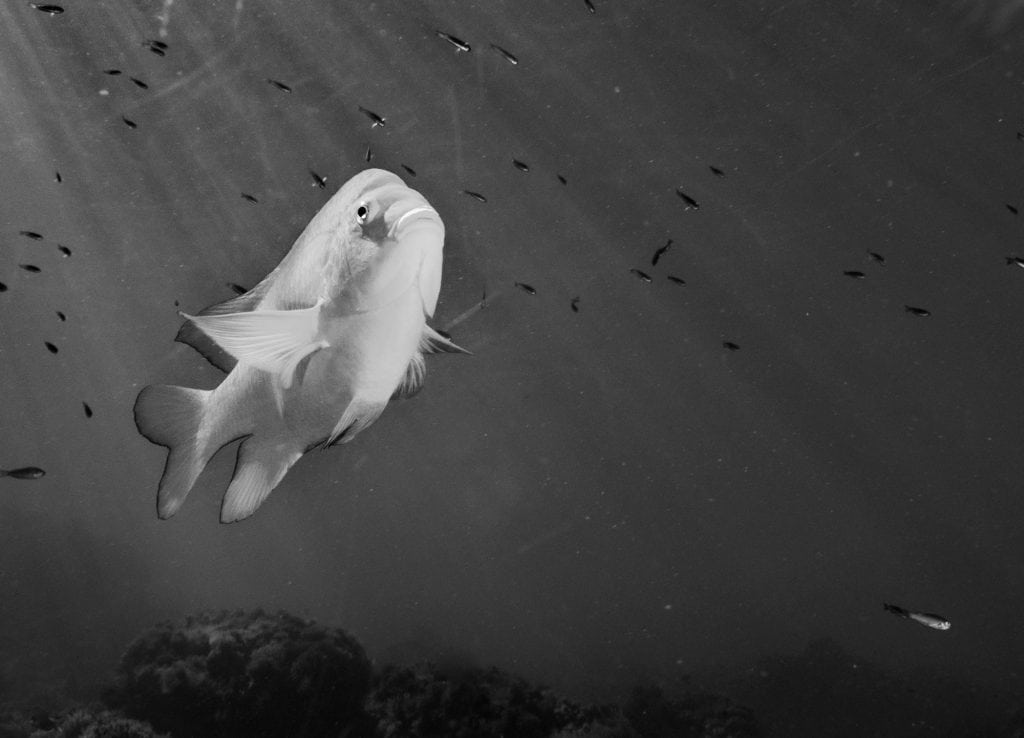 diving-california-Reef-Check-HELEN-BRIERLEY