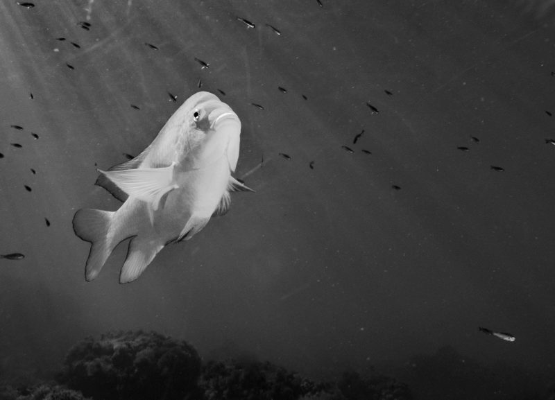 diving-california-Reef-Check-HELEN-BRIERLEY