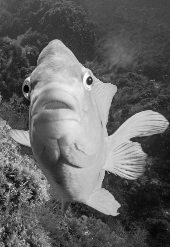 fish-Reef-Check-HELEN-BRIERLEY