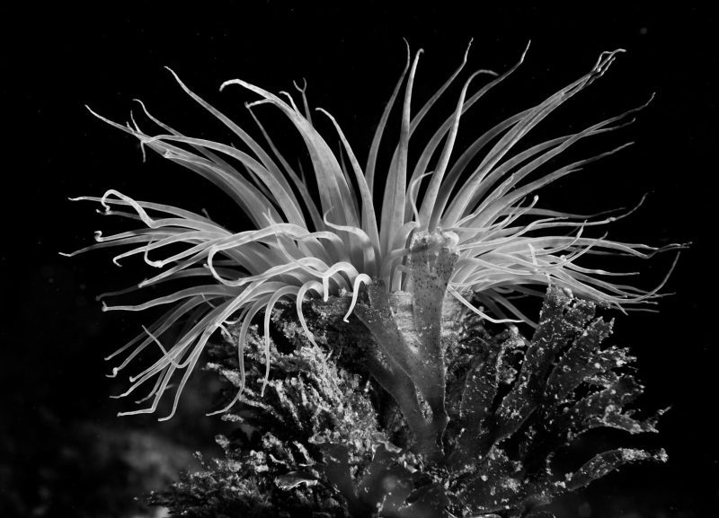 ocean-plants-Reef-Check-HELEN-BRIERLEY