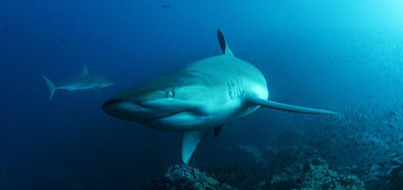 Sharks, Galapagos Islands
