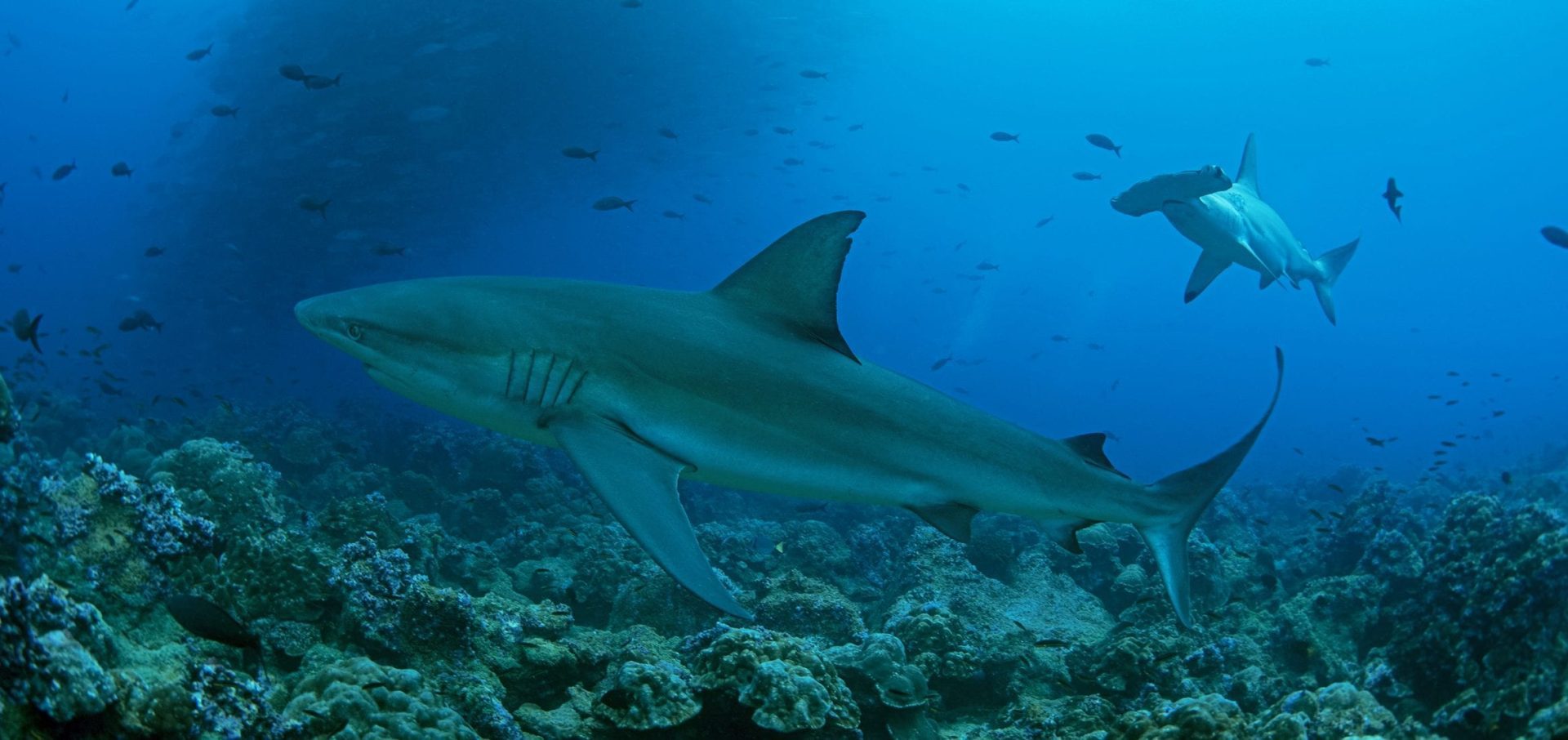 Shark, Galapagos, fish