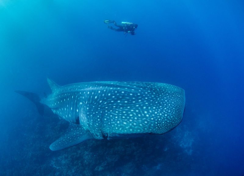 Whale shark and diver, Darwin Arch, Galapagos