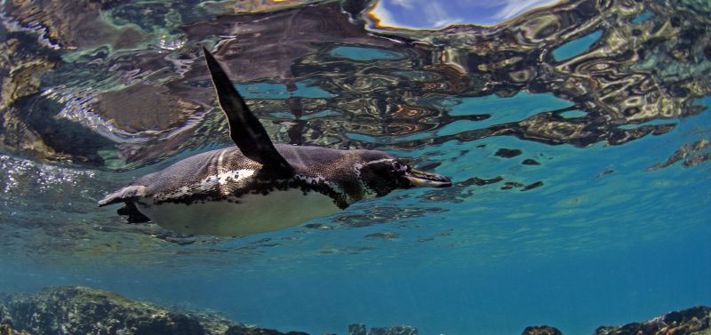 Penguin, Galapagos Islands
