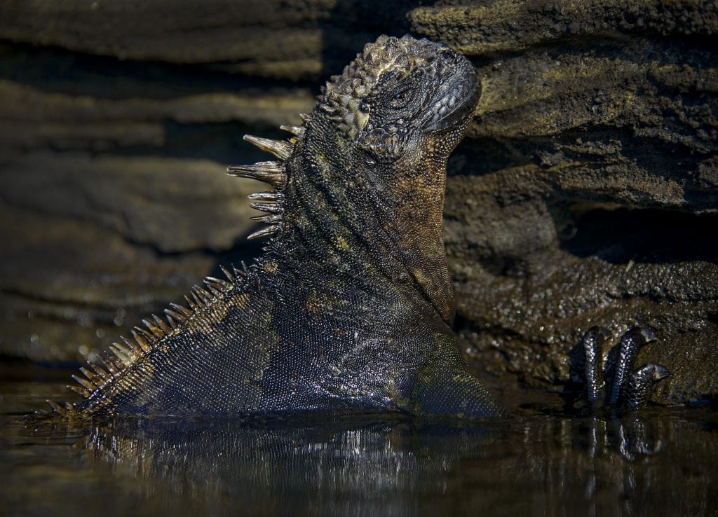 Iguana, Galapagos Islands