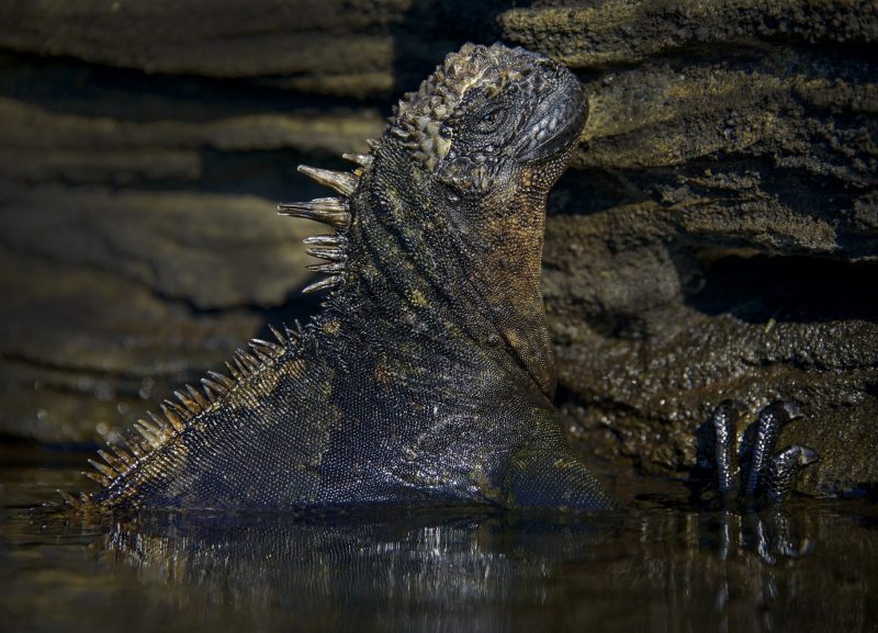 Iguana, Galapagos Islands