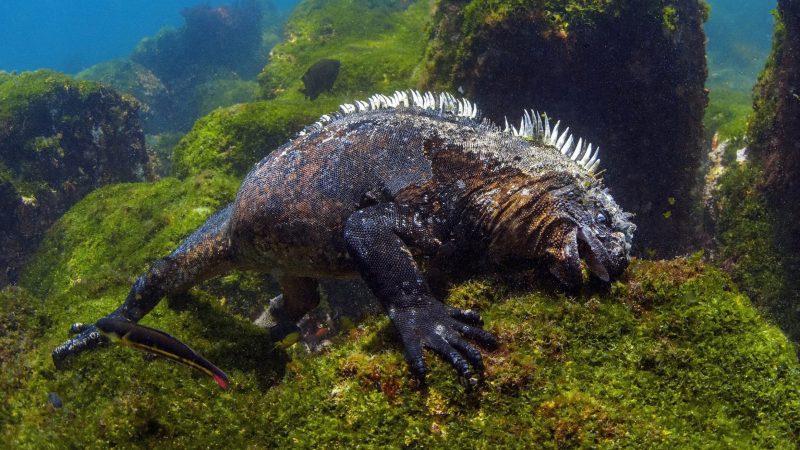 Marine iguana, Galapagos