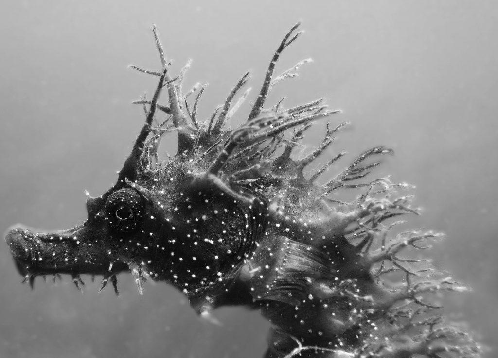 British-Seahorse-Neil-Garrick-Maidment