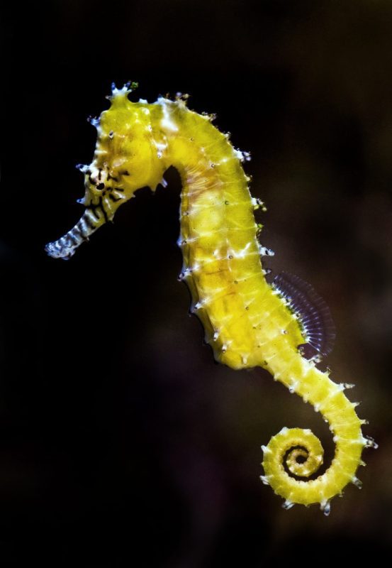 yellow-seahorse-cairns-david-clode-photography