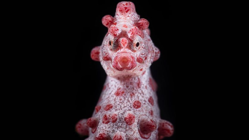 Pygmy-Seahorse-François-Baelen-underwater-photography