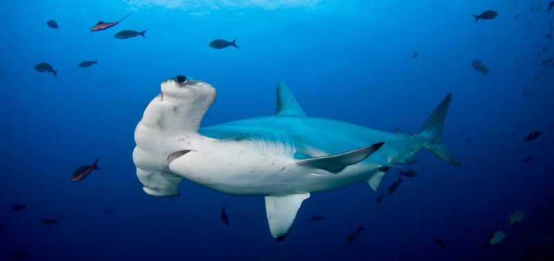 hammerhead-shark-cocos-isalnd-costa-rica-sanctuary-underwater-photography
