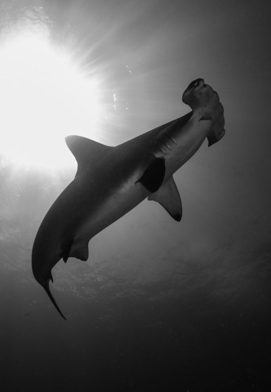 hammerhead-shark-cocos-isalnd-costa-rica-sanctuary-underwater-photography
