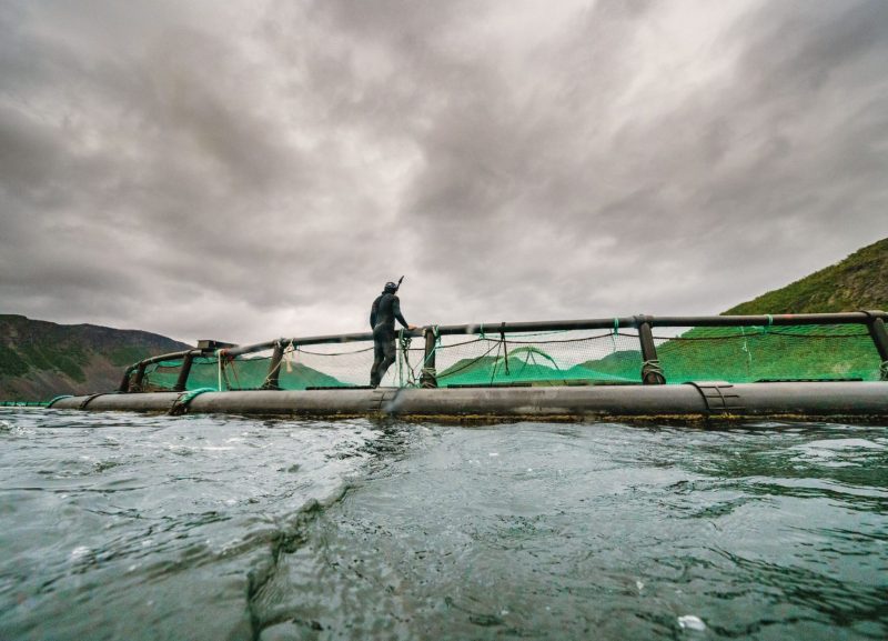 ARTIFISHAL-film-patagonia-salmon-farming-fisheries-ben-moon