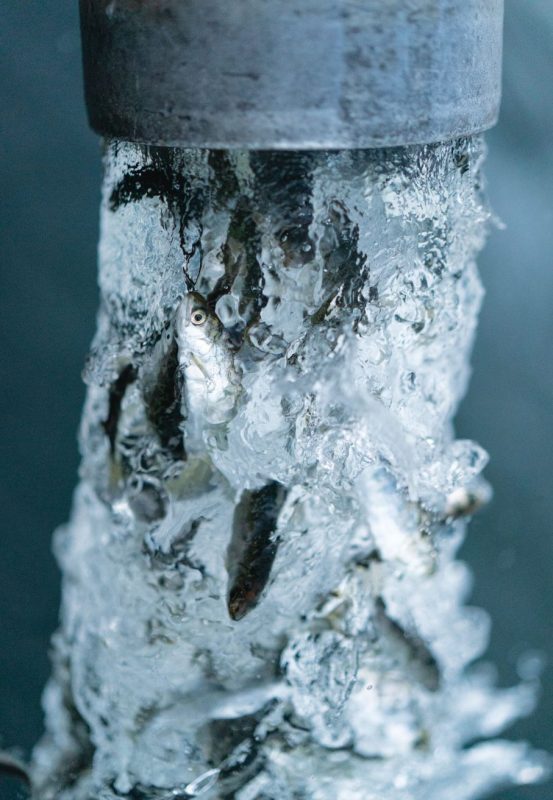 ARTIFISHAL-FILM-salmon-ben-moon