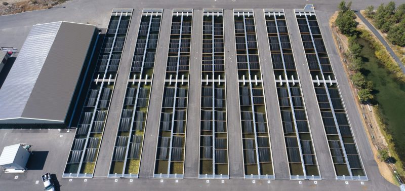 ARTIFISHAL-film-patagonia-salmon-farming-fisheries-ben-moon