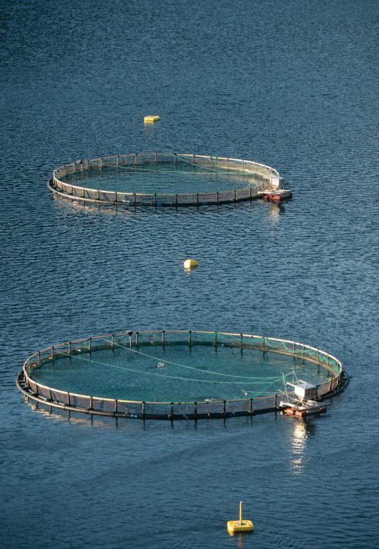 ARTIFISHAL-film-patagonia-salmon-farming-fisheries-ben-moon