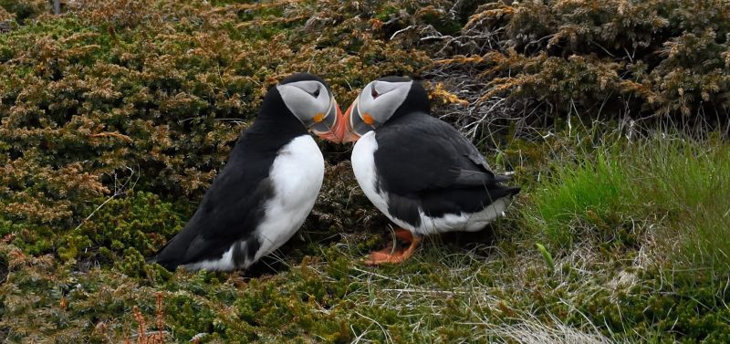 rsbp-project-puffin-photography-nature