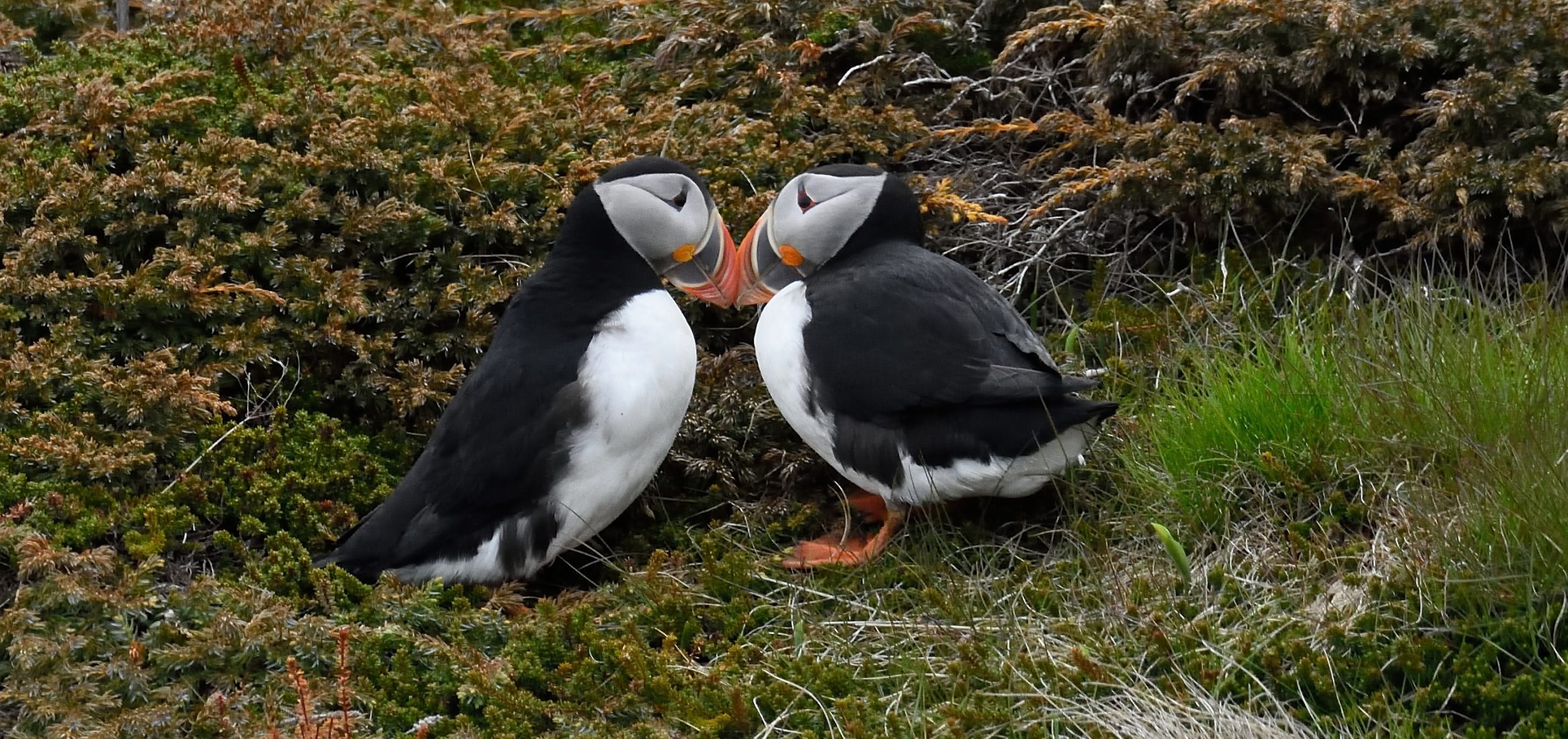 rsbp-project-puffins-photography-nature