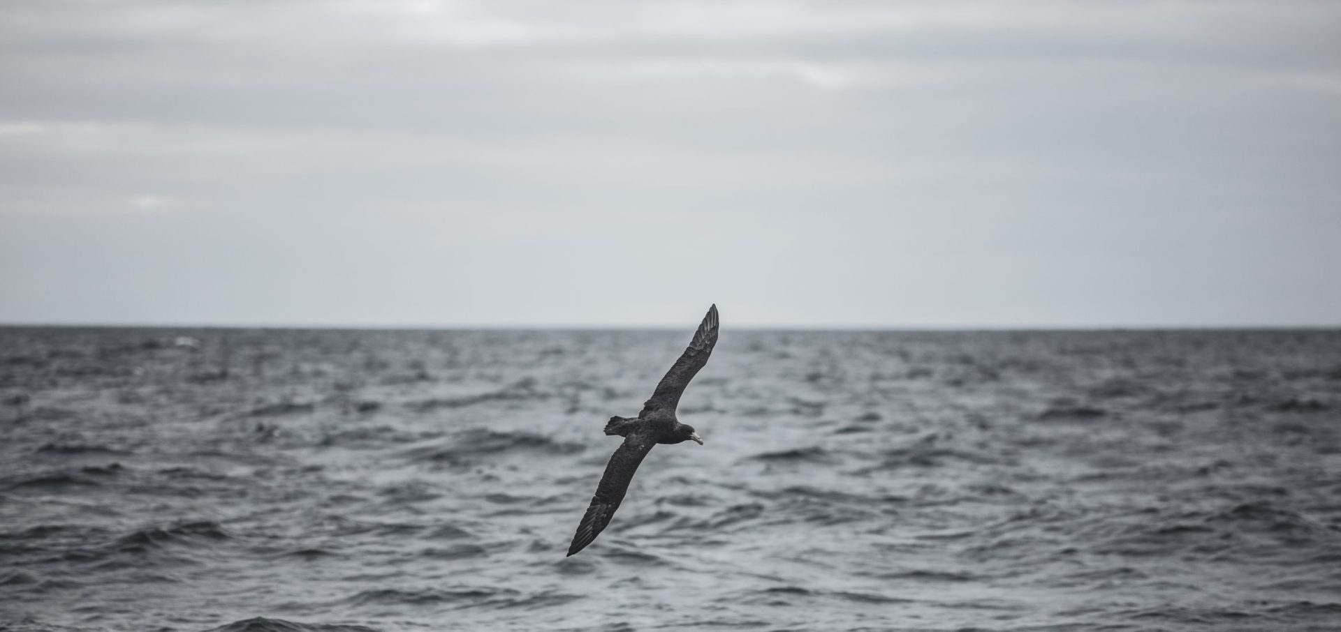 ocean-landscape-sea-bird-surf-science-patagonia-expedition-plastic-oceans
