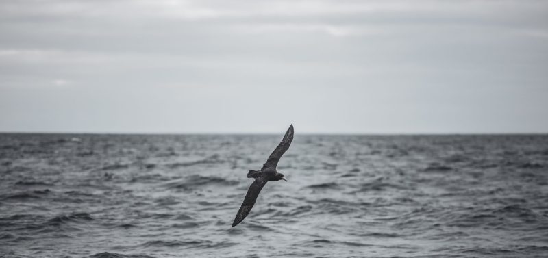ocean-landscape-sea-bird-surf-science-patagonia-expedition-plastic-oceans