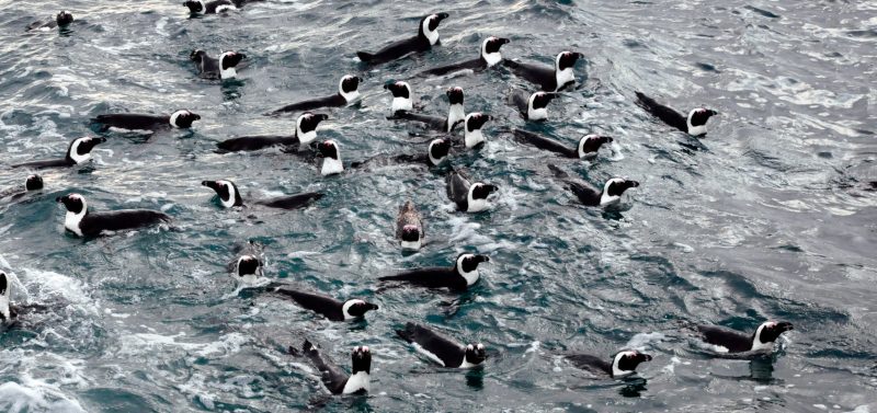 African-penguins-at-sea