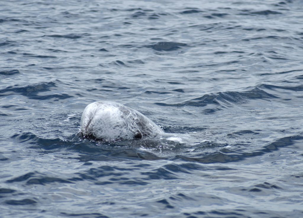 risso's-dolphins-stefano-bellomo-risso-italia